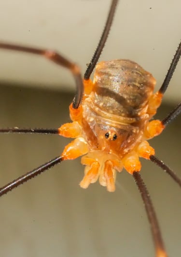 Macro
