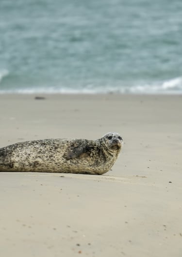 Waterdieren