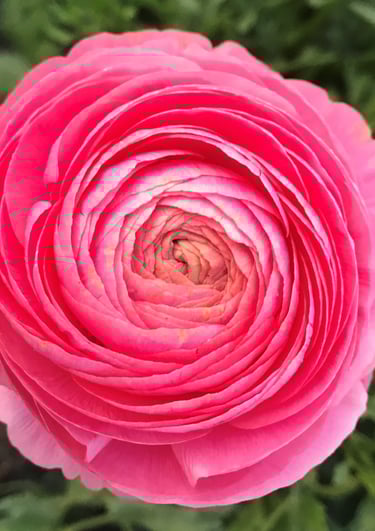 Ranunculus Flower