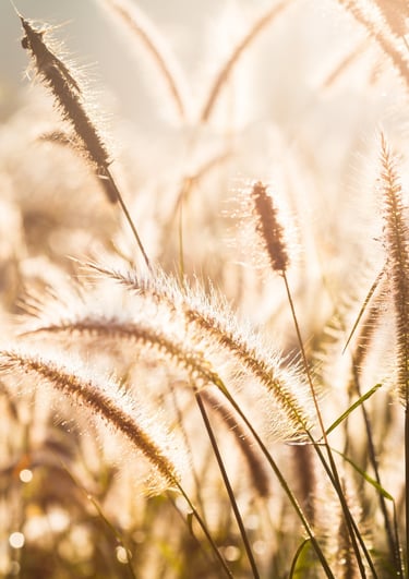 Gräser im Sonnenuntergang bei einer Trauerfeier mit Trauredner in Brandenburg