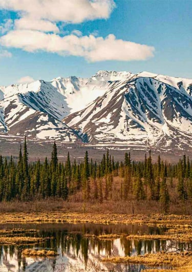 Snow-capped Alaskan mountains reflected in a calm marsh lake surrounded by evergreen pine trees.