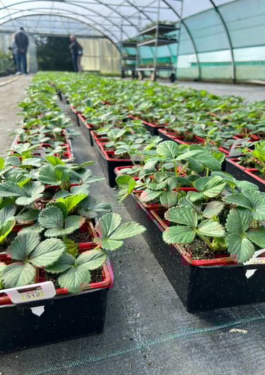 Rangées de plants de fraises dans une serre de jardinerie