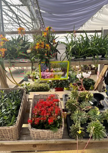 Plantes intérieures dans une jardinerie