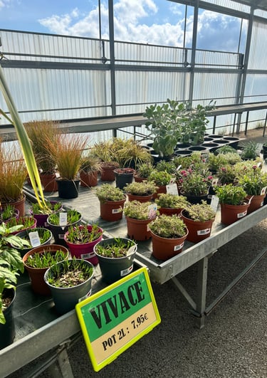Plantes vivaces dans une jardinerie