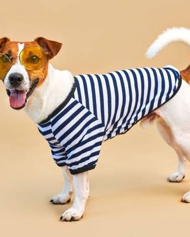 Un adorable Jack Russell Terrier con una camiseta de rayas azules para perros y gafas de sol amarillas.