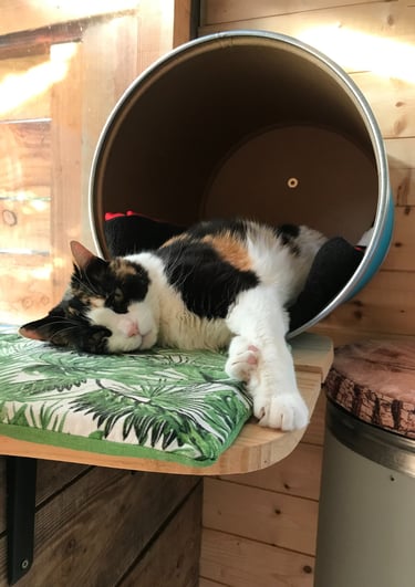 Chat se reposant dans sa chambre à la pension pour chats Un Rêve de Chat