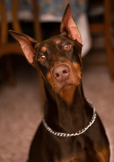 DOBERMAN PINSCHER