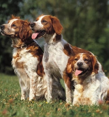BRITTANY SPANIEL