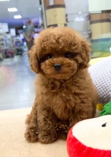 Caniches en adopcion