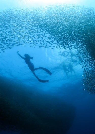sardines-run-moalboal-cebu