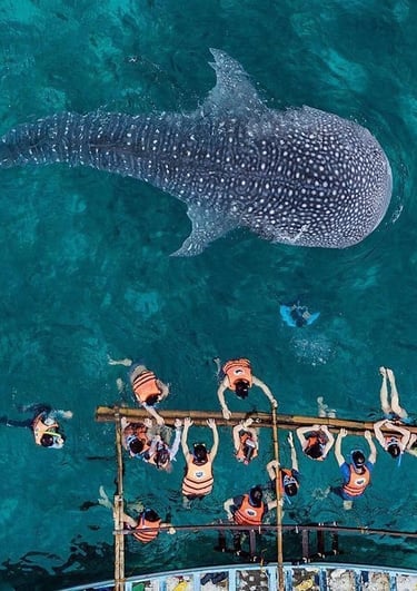 whale-shark-watching-oslob-cebu