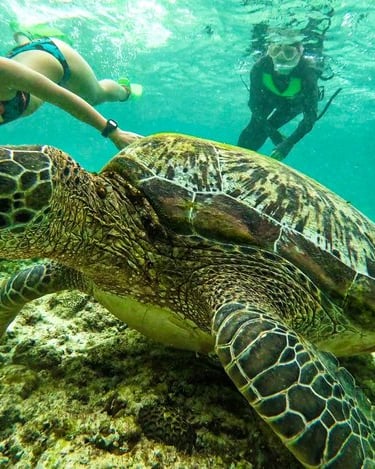 turtle-watching-moalboal-cebu