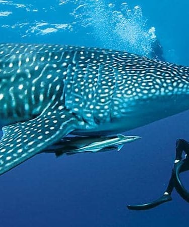 oslob-whaleshark-cebu
