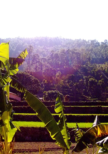 campi coltivati nella giungla di Hairakhan