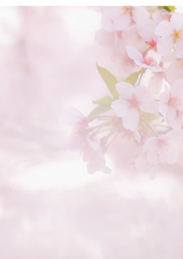 ajoute une bordure a l'image