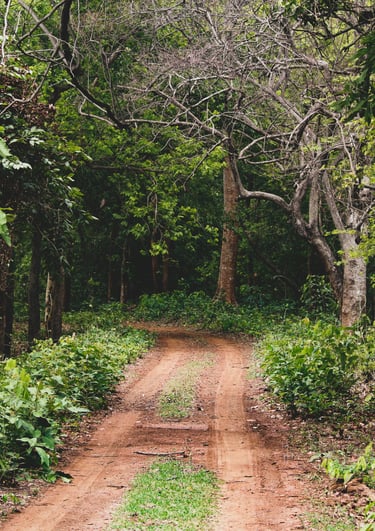 Odisha Jungle Holidays by Soma Journeys