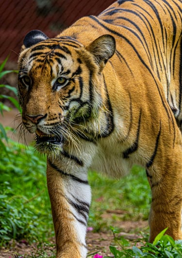 Sundarban Holidays by Soma Journeys