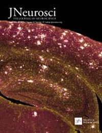 Decoding the temporal structures and interactions of multiple face dimensions using optically pumped