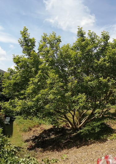 magnolia grande flora après la taille