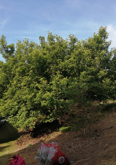 magnolia grande flora avant la taille