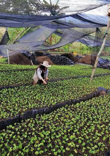 Vivero de café