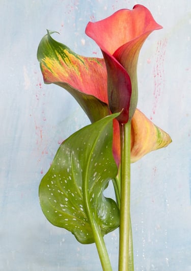 Blooming lily on painted background.
