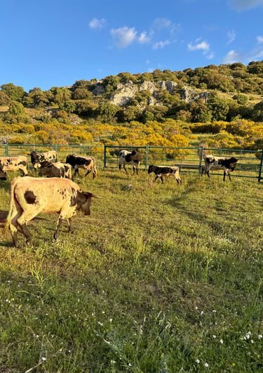 Ganadería Vaca Berrenda negro