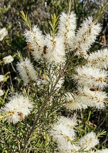 Honey bees pollinating white bottlebrush flowers on a native Melaleuca alternifolia tea tree shrub