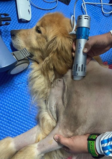 a dog is being groomed by a woman in a salon