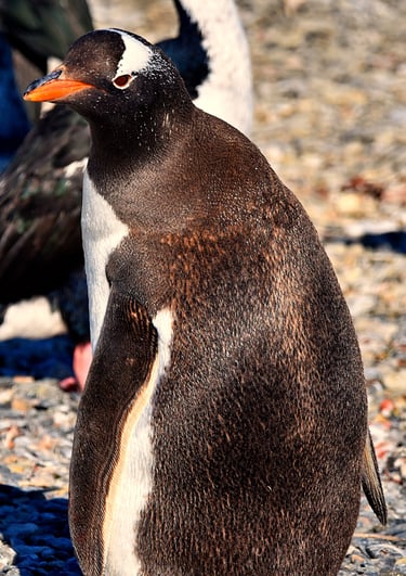 Curious Penguin on Penguin Island in the Beagle Channel