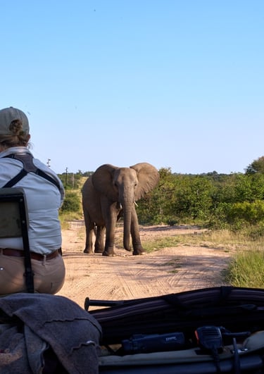 Large elephant bull coming close to the vehicle