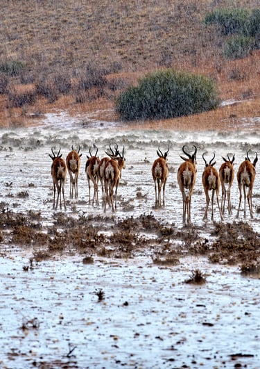 Springboks in the Kalahari during the first downpour of the season