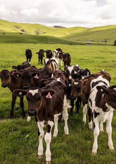 allevamenti e impatto ambientale veganoo