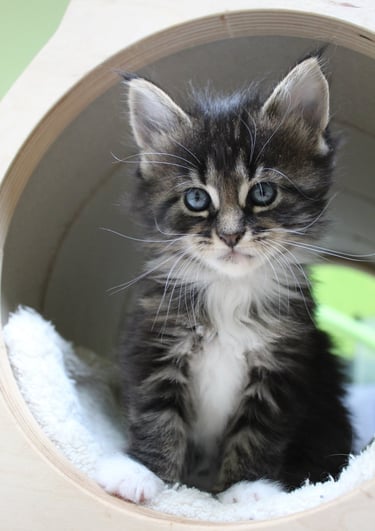 a kitten kitten kitten sitting in a cat bed