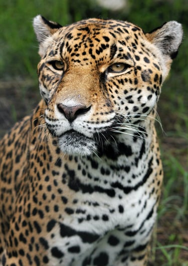 Jaguar- Conservation Status: Near Threatened Omar Mena on Unsplash