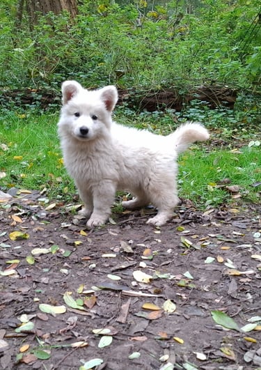 chiot berger blanc suisse poilu entre prairie et foret