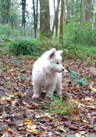 chiot berger blanc suisse dans la foret de Fontainebleau