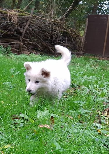 chiot berger blanc suisse s'amusant avec un morceau de viande