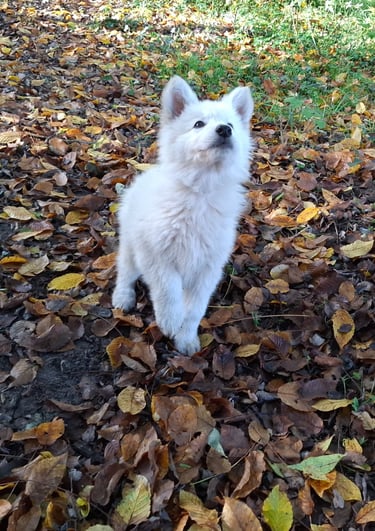 chiot berger blanc suisse qui cherche à jouer dans la foret de Fontainebleau