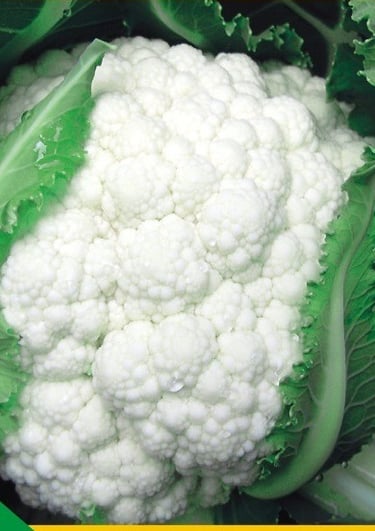 A NXG Delight cauliflower Seeds is shown in this image
