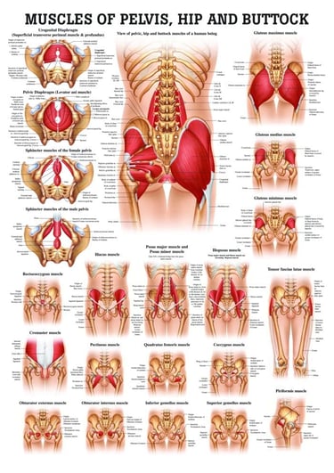 muscles of the pelvis, hip, and buttock