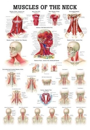 Muscles of the Neck