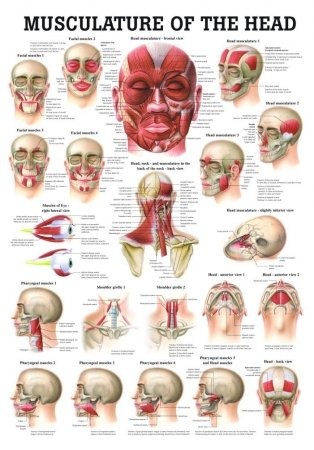 musculature of the head