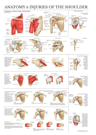 Anatomy & Injuries of the Shoulder