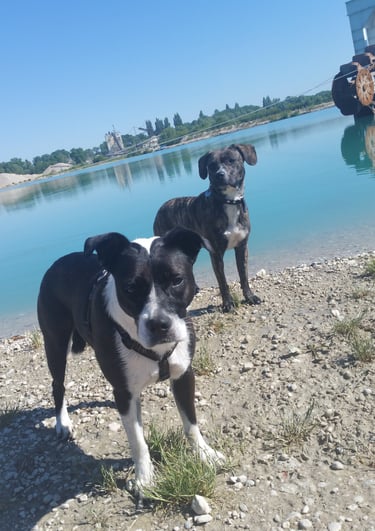 Dogz Erding Hundebetreuung