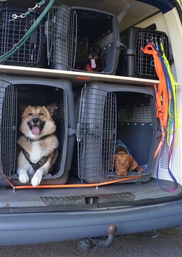 Dogz' Erding mobile Hundeschule