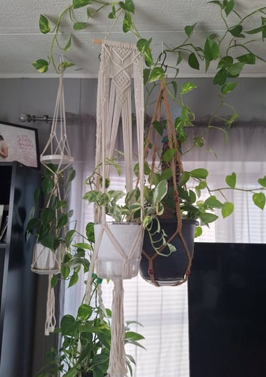 Macrame plant hangers used to display trailing houseplants.