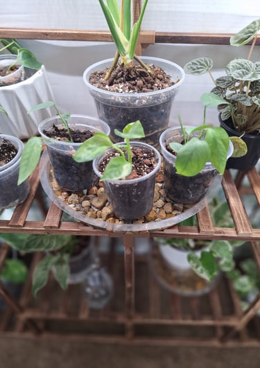 Pebble humidity tray for houseplants helping increase moisture around indoor plants