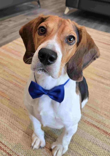 Harley Beagle TPG Mascot