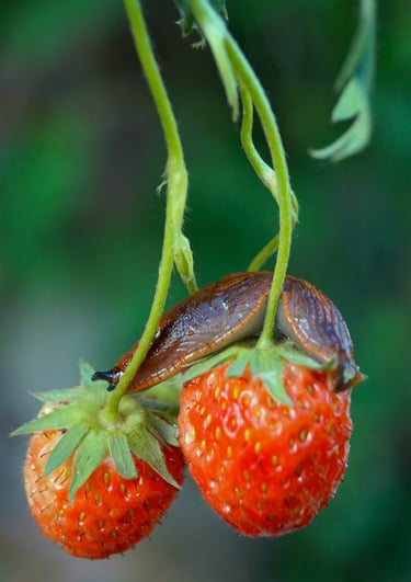 limace au jardin que faire